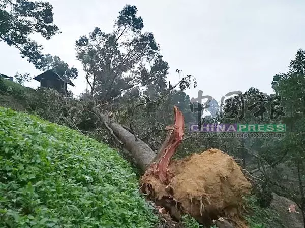強風吹倒80棵榴槤樹 園主欲哭無淚