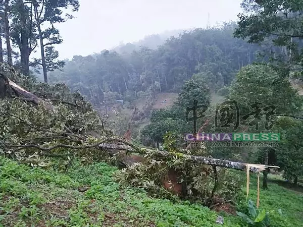 強風吹倒80棵榴槤樹 園主欲哭無淚
