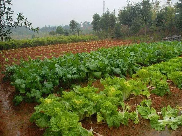 養母六十歲生日,我送去兩千,她給我一袋蔬菜,打開我淚流滿面