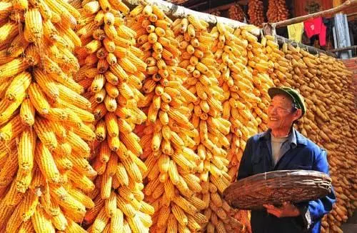 夏天常吃玉米好處多,但醫生卻說:用這2種吃法反而會害了你