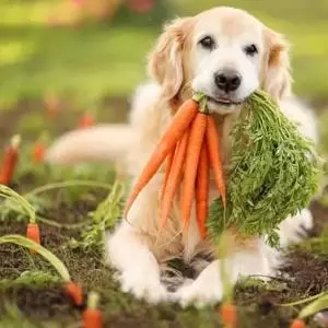 狗狗不能吃的六種蔬菜,你喂食過幾種?