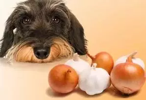 狗狗不能吃的六種蔬菜,你喂食過幾種?