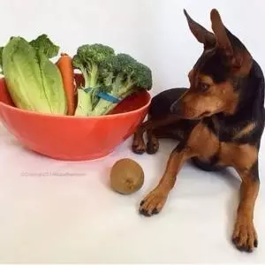 狗狗不能吃的六種蔬菜,你喂食過幾種?