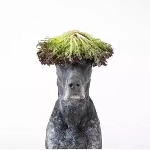 狗狗不能吃的六種蔬菜,你喂食過幾種?