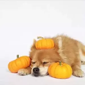 狗狗不能吃的六種蔬菜,你喂食過幾種?