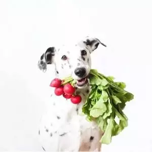 狗狗不能吃的六種蔬菜,你喂食過幾種?
