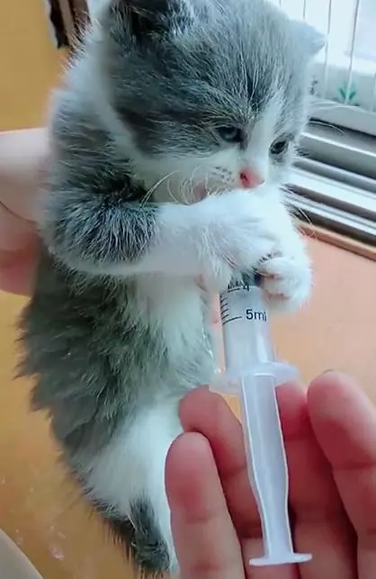 網友每天用針管餵小奶貓,這貓也太可愛了,網友們紛紛被萌哭