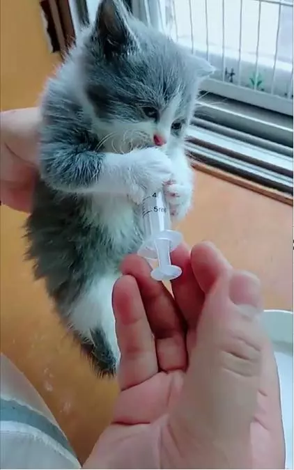 網友每天用針管餵小奶貓,這貓也太可愛了,網友們紛紛被萌哭