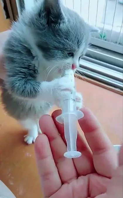 網友每天用針管餵小奶貓,這貓也太可愛了,網友們紛紛被萌哭