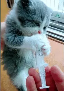 網友每天用針管餵小奶貓,這貓也太可愛了,網友們紛紛被萌哭