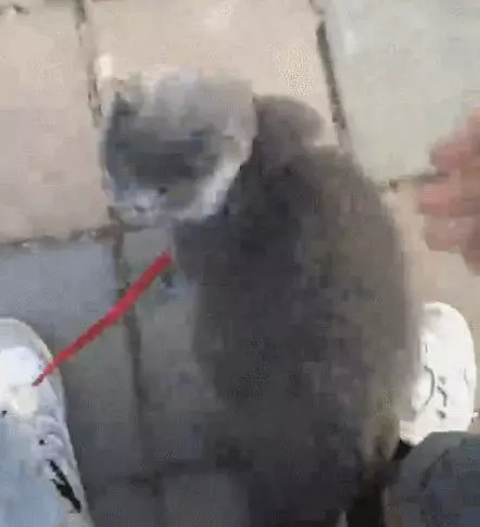 在家是大爺,出門變小孬孬~藍貓:我可是要保護你的啊,不抱緊我被抱走怎麼辦?