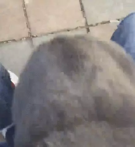 在家是大爺,出門變小孬孬~藍貓:我可是要保護你的啊,不抱緊我被抱走怎麼辦?