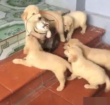 家裡的貓咪自從狗狗生了孩子以後,就再也沒正常過