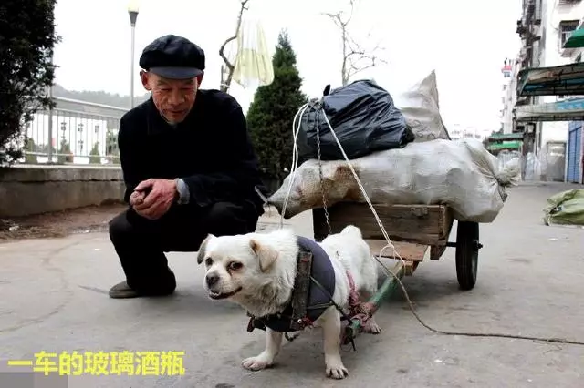 流浪狗幫大爺拉車,被評為最忠心狗狗