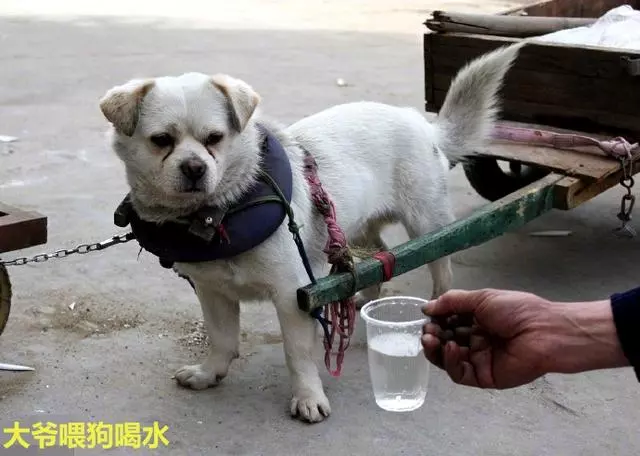 流浪狗幫大爺拉車,被評為最忠心狗狗