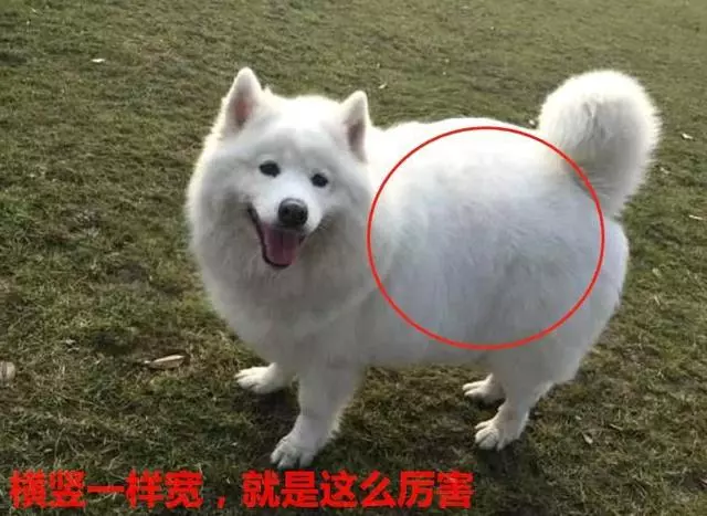 薩摩耶肚子日漸變大,主人不放心帶去做B超,結果尷尬了