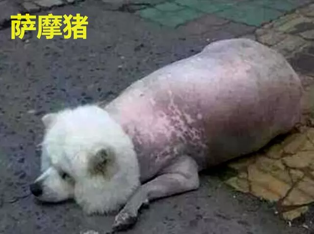 薩摩耶肚子日漸變大,主人不放心帶去做B超,結果尷尬了