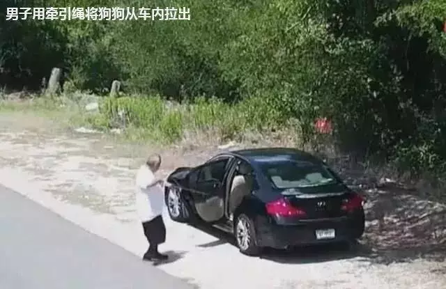 男子駕車將狗丟棄在野外,然後迅速逃離,狗狗卻望著背影無聲嗚咽