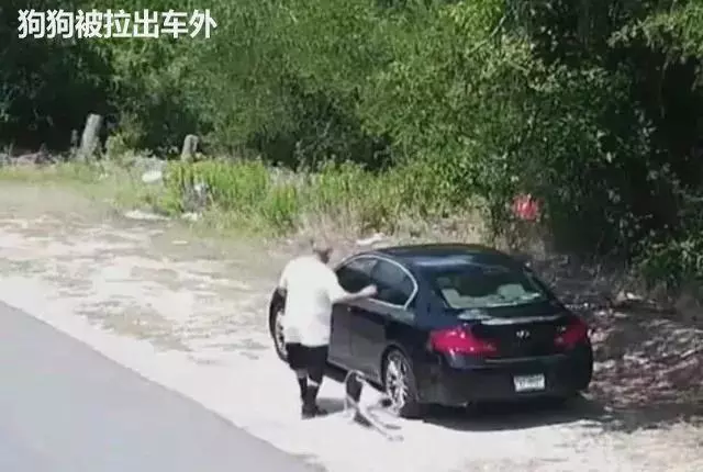 男子駕車將狗丟棄在野外,然後迅速逃離,狗狗卻望著背影無聲嗚咽