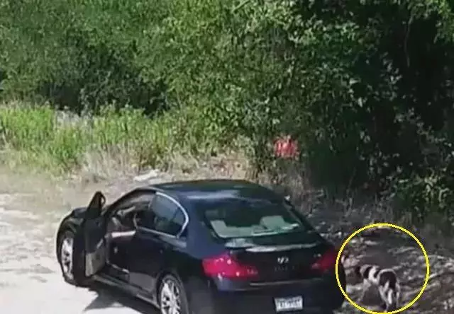 男子駕車將狗丟棄在野外,然後迅速逃離,狗狗卻望著背影無聲嗚咽