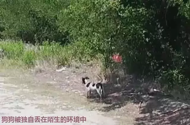 男子駕車將狗丟棄在野外,然後迅速逃離,狗狗卻望著背影無聲嗚咽