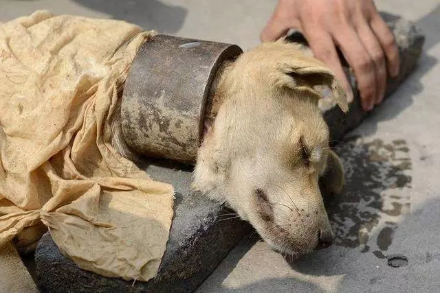 男子駕車將狗丟棄在野外,然後迅速逃離,狗狗卻望著背影無聲嗚咽