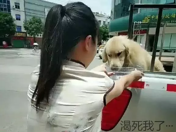 金毛在烈日下暴曬,女子好心送來水