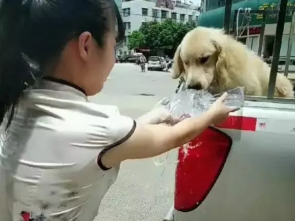 金毛在烈日下暴曬,女子好心送來水