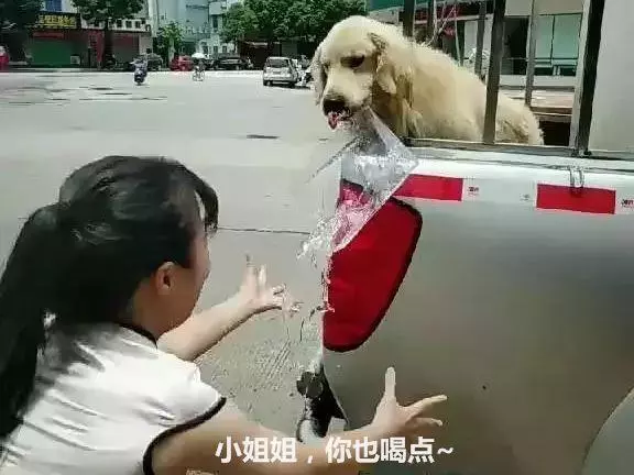 金毛在烈日下暴曬,女子好心送來水