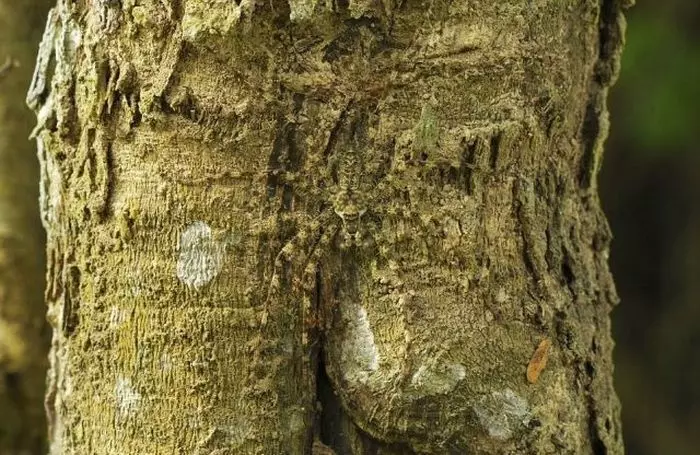 21張「當你仔細看清楚後」會讓你頭皮發麻的詭異照片。 