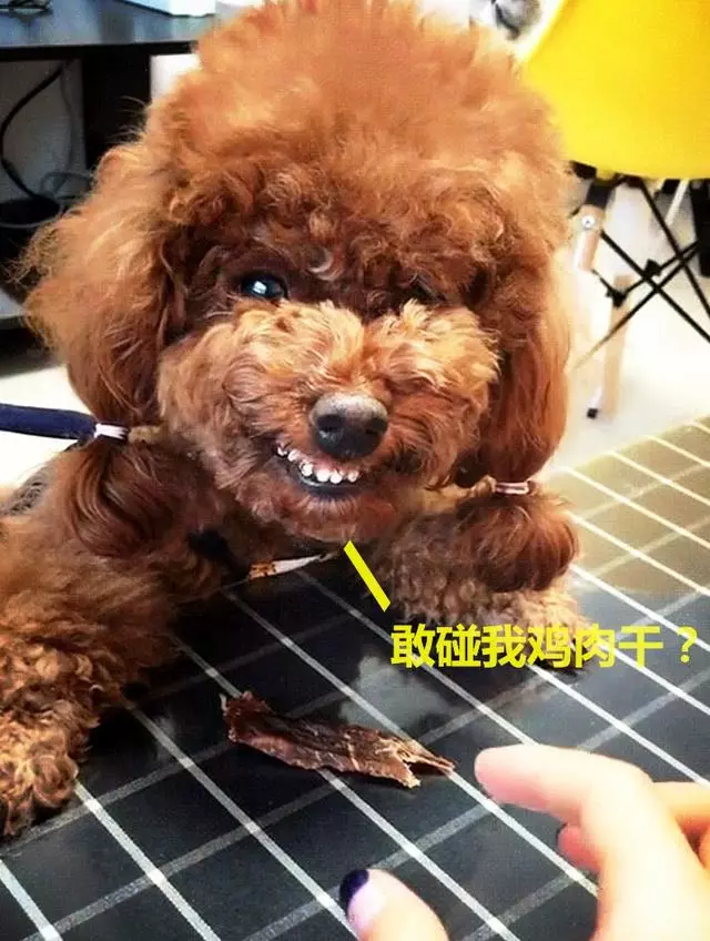 泰迪為護食對主人齜牙,亮出菜刀後立馬變臉,反差笑哭眾人