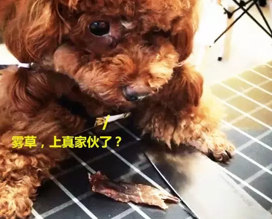 泰迪為護食對主人齜牙,亮出菜刀後立馬變臉,反差笑哭眾人