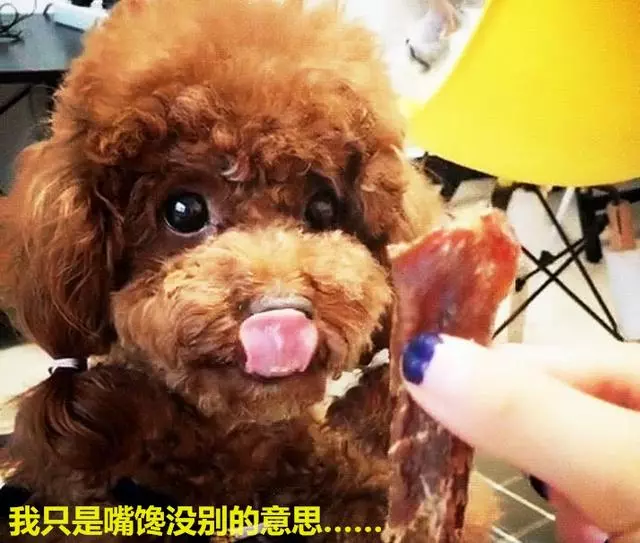 泰迪為護食對主人齜牙,亮出菜刀後立馬變臉,反差笑哭眾人