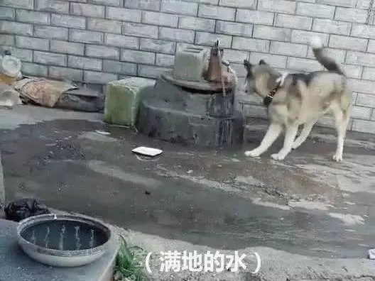 把二哈關在院子裡悔過,幾分鐘後打開門,主人默默掏出了手機