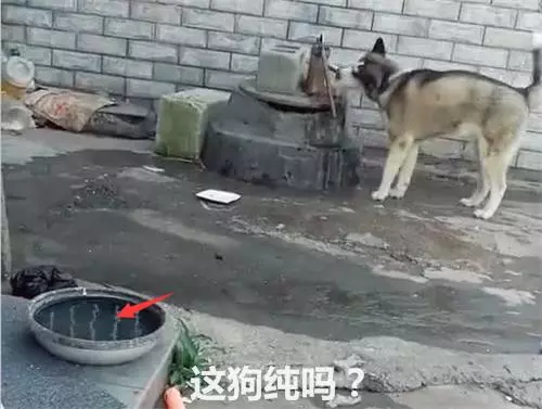 把二哈關在院子裡悔過,幾分鐘後打開門,主人默默掏出了手機