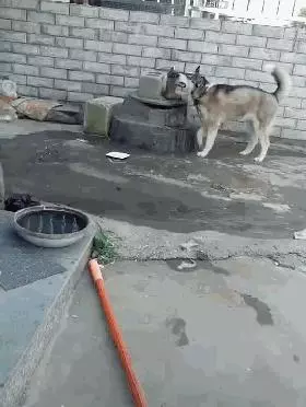 把二哈關在院子裡悔過,幾分鐘後打開門,主人默默掏出了手機
