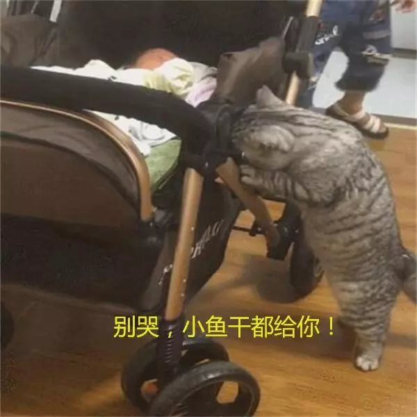 大貓在一旁著急:你別哭了,我把我的小魚乾給你