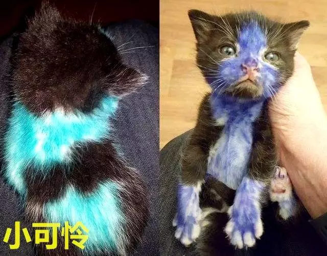 因急事出門,讓侄子和小奶貓在家,回來看到貓氣炸了