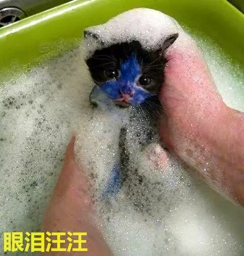因急事出門,讓侄子和小奶貓在家,回來看到貓氣炸了