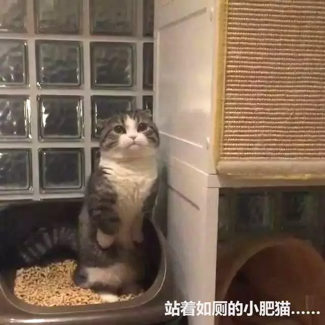 一隻有些上火的貓咪,看它如廁時的表情,原諒我笑出了聲