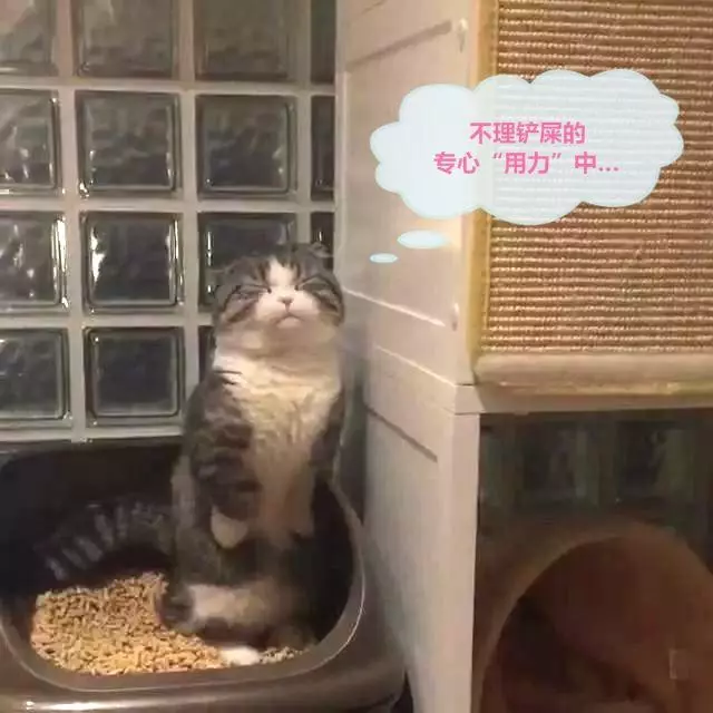 一隻有些上火的貓咪,看它如廁時的表情,原諒我笑出了聲