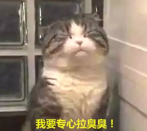 一隻有些上火的貓咪,看它如廁時的表情,原諒我笑出了聲