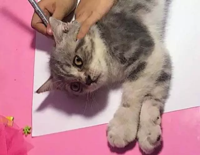 老師給小女孩布置了一個畫貓的作業,她不會畫,於是……