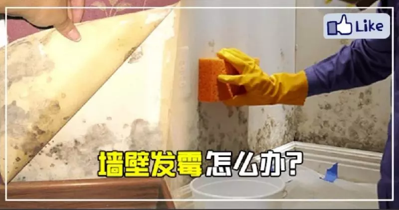 【 牆壁發霉怎麼辦? 】超有效的除霉方法! 讓房子煥然一新!