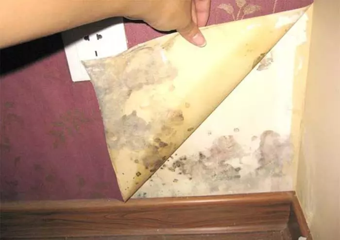 【 牆壁發霉怎麼辦? 】超有效的除霉方法! 讓房子煥然一新!