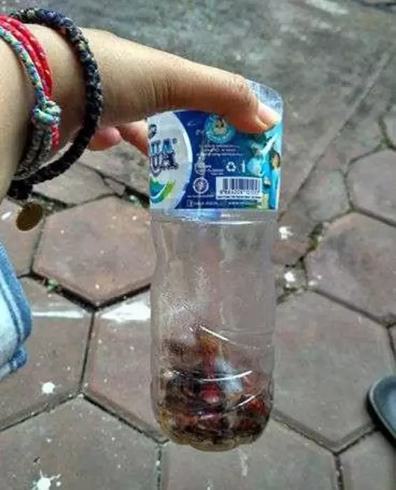 【 水瓶+報紙=滅蟑螂神器! 】真的超有效! 而且一點化學藥劑都沒有