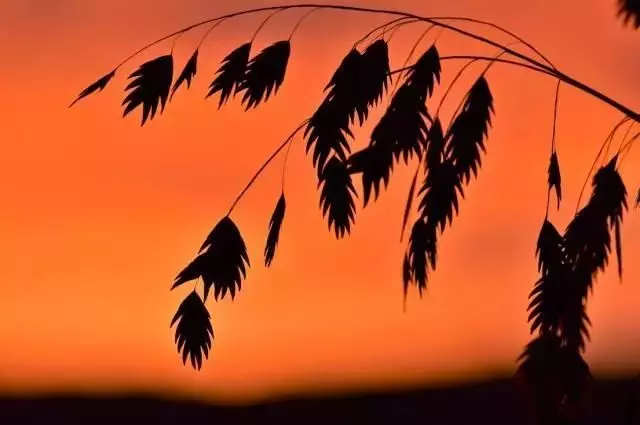 【心理測驗】你圖中哪對老夫婦最幸福?測你晚年生活是否有好命!