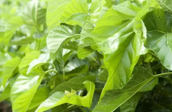 桑葉被稱為植物之王,經常喝桑葉茶有什麼好處?
