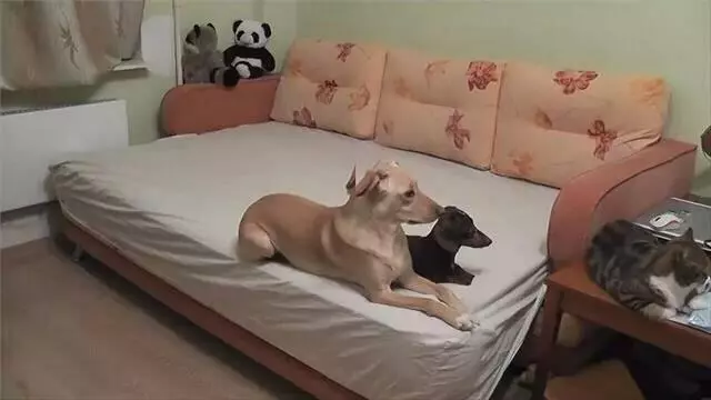 貓狗趁主人不在家都做了什麼?主人看完忍不住流淚