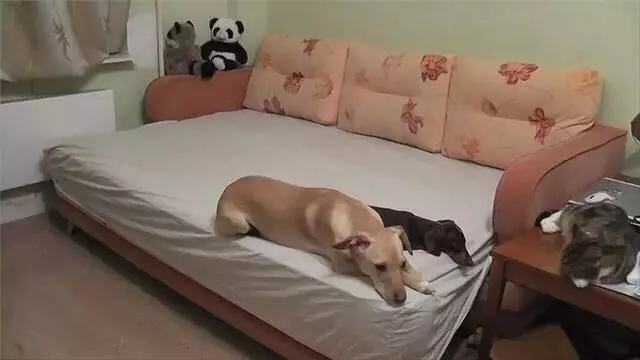 貓狗趁主人不在家都做了什麼?主人看完忍不住流淚
